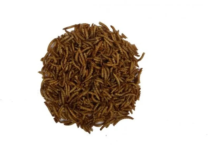 Gedroogde Meelwormen 10KG von Wielink – Produktfoto