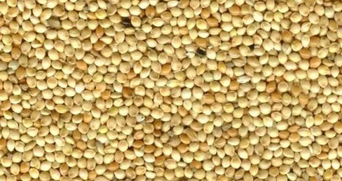 Geel millet 20KG van Wielink – productfoto