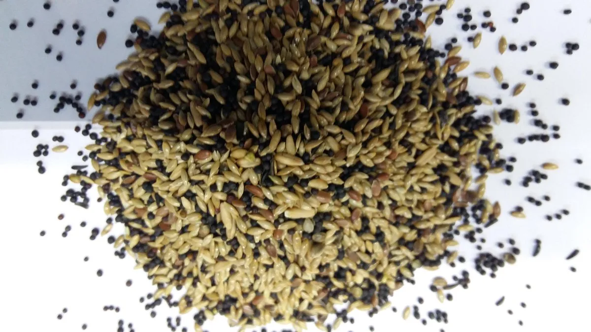 Kanariezaad zonder raapzaad 20KG de Wielink – photo produit