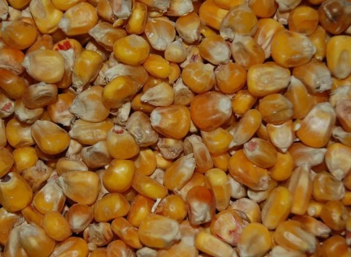 Mais Frans Ongemalen 20KG de Wielink – photo produit