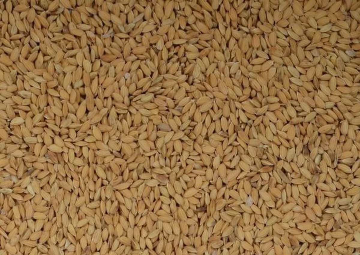 Paddy rijst 25 kg by Wielink – product photo