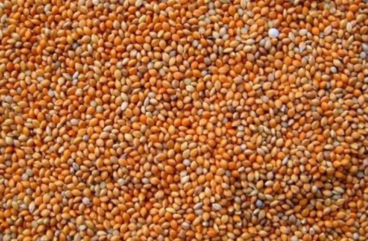 Panis rood 20KG van Wielink – productfoto