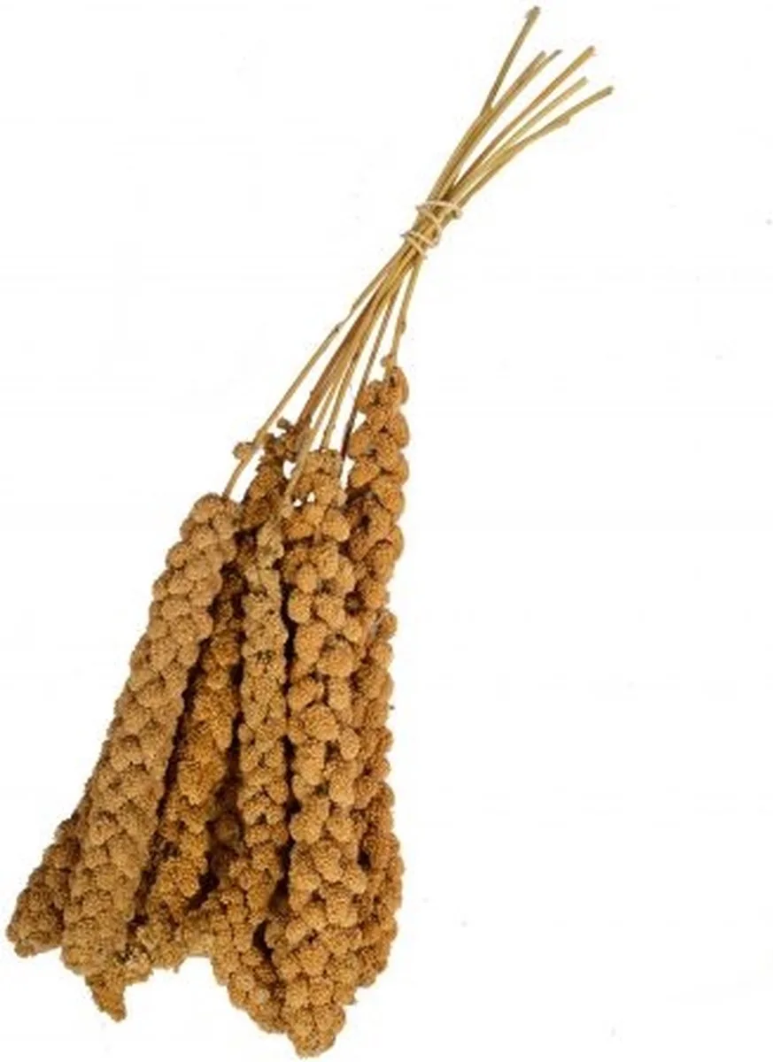 Trosgierst CHINEES 300gr de Wielink – photo produit