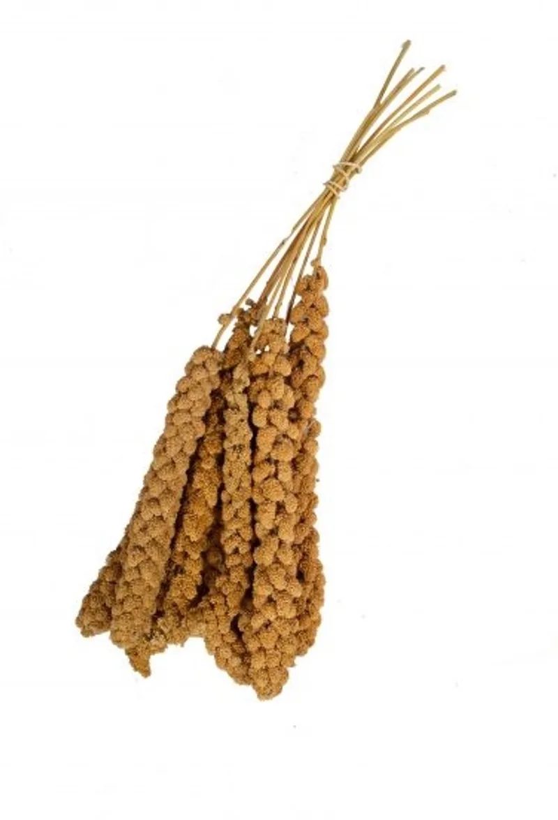 Trosgierst CHINEES Geel 15KG de Wielink – photo produit