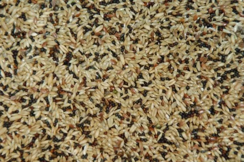 Zoet super kanarievoer 20KG de Wielink – photo produit