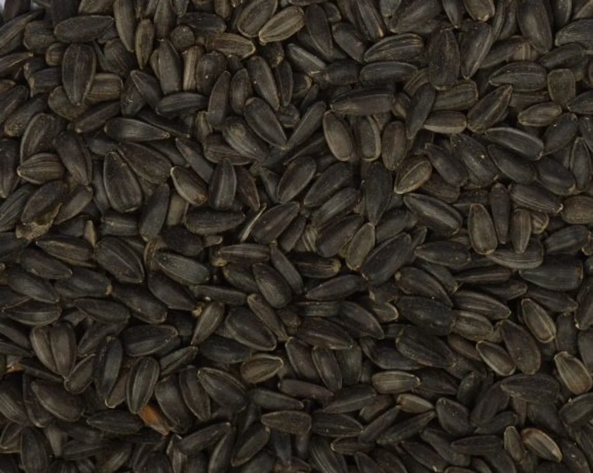 Zwarte zonnebloempitten 20KG de Wielink – photo produit