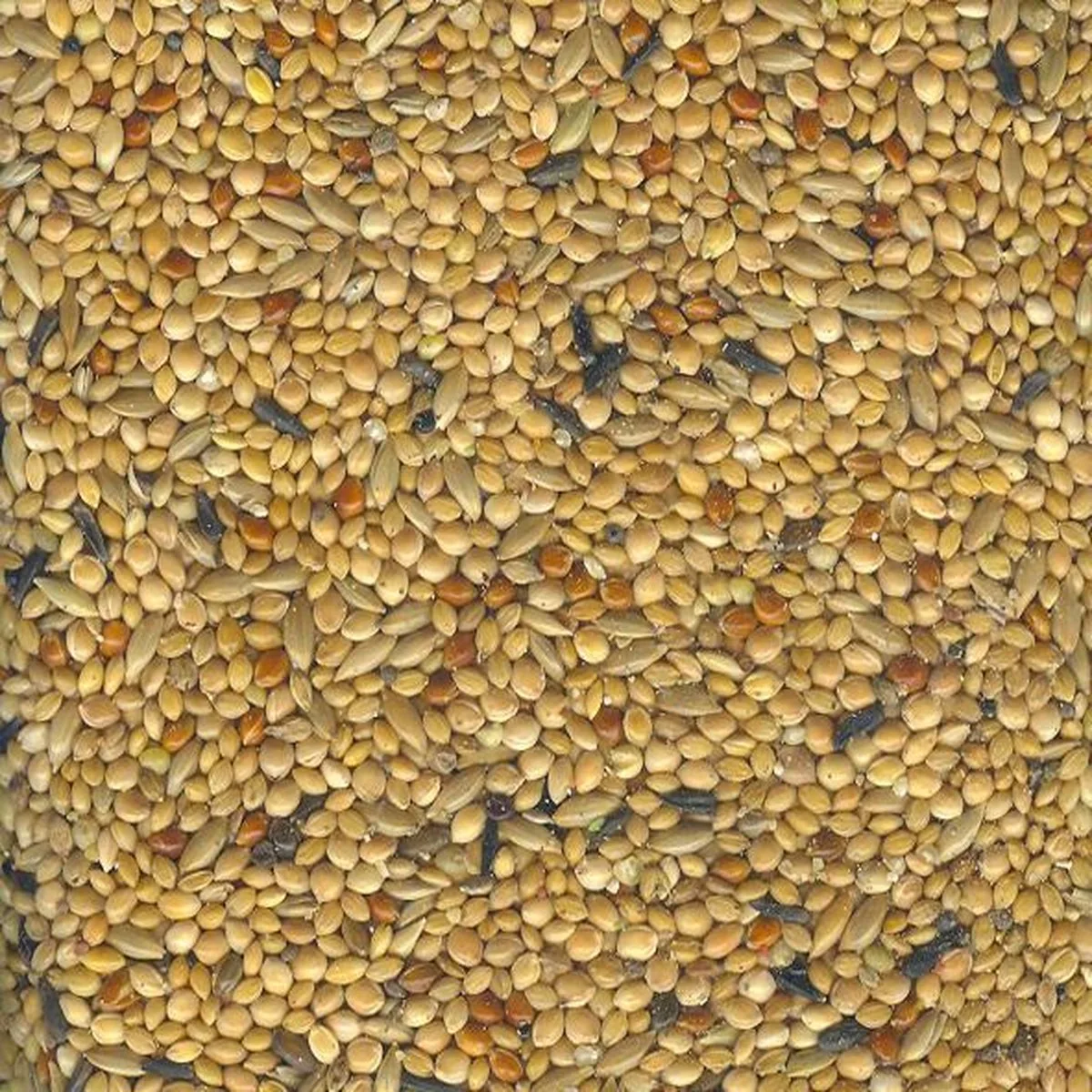 tropischzaad prima - 1 ST à 20 kg de Witte Molen – photo produit