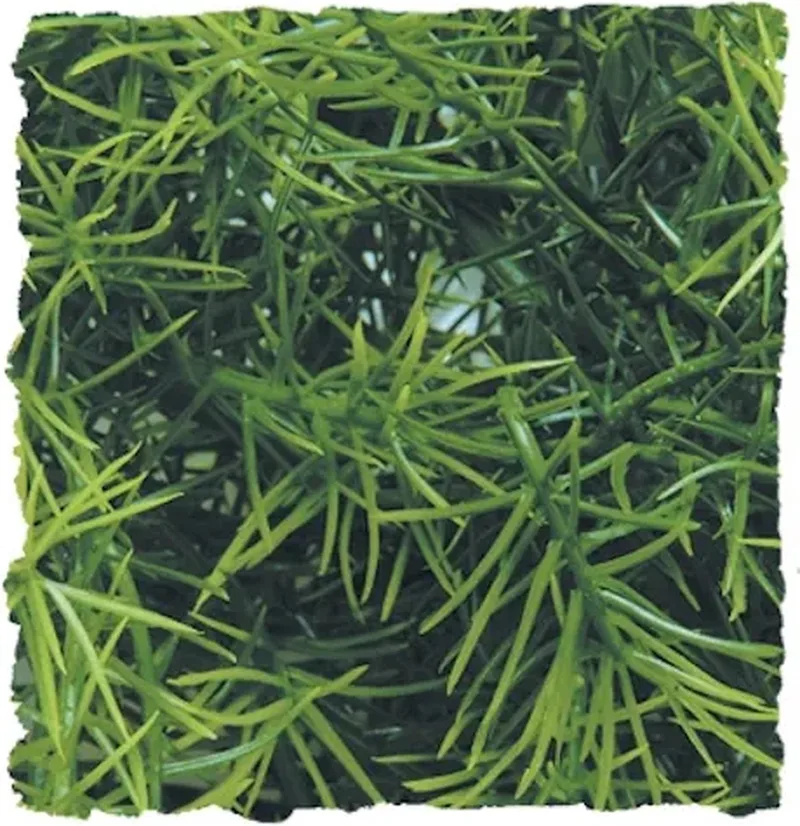 Cashuarina kunstplant voor terraria | decoratieve schuilplant Large de Zoo Med en Vert – photo produit