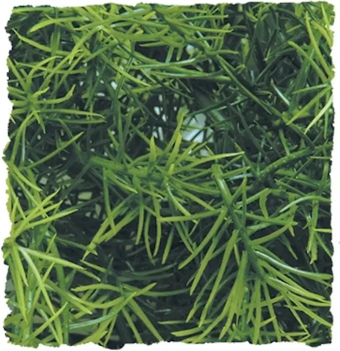 Cashuarina - Small von Zoo Med in Grün – Produktfoto
