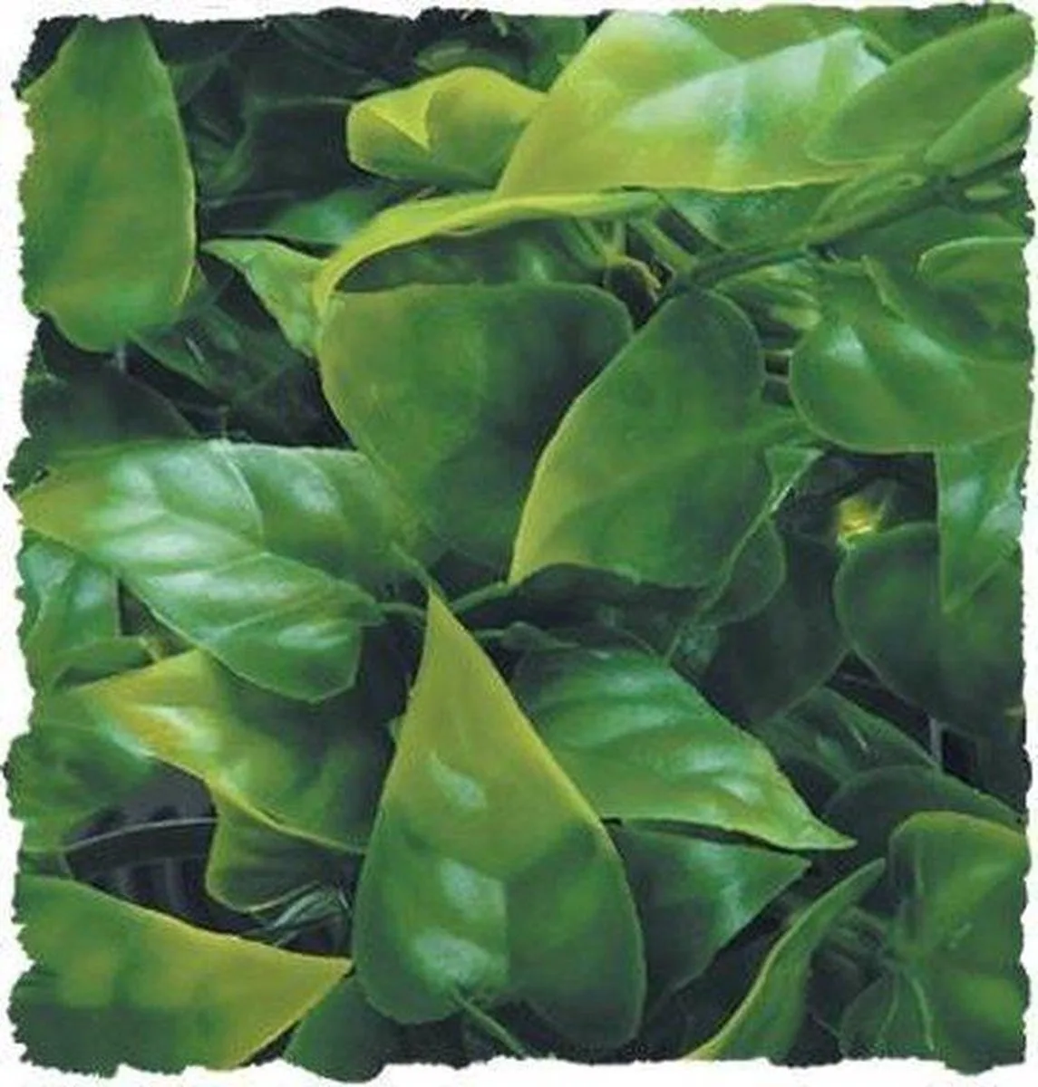 Medium Mexican Phyllo - 46cm von Zoo Med in Grün – Produktfoto