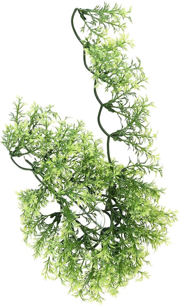 naturalistic flora - australian maple - small - terrariumplant by Zoo Med in Green – product photo