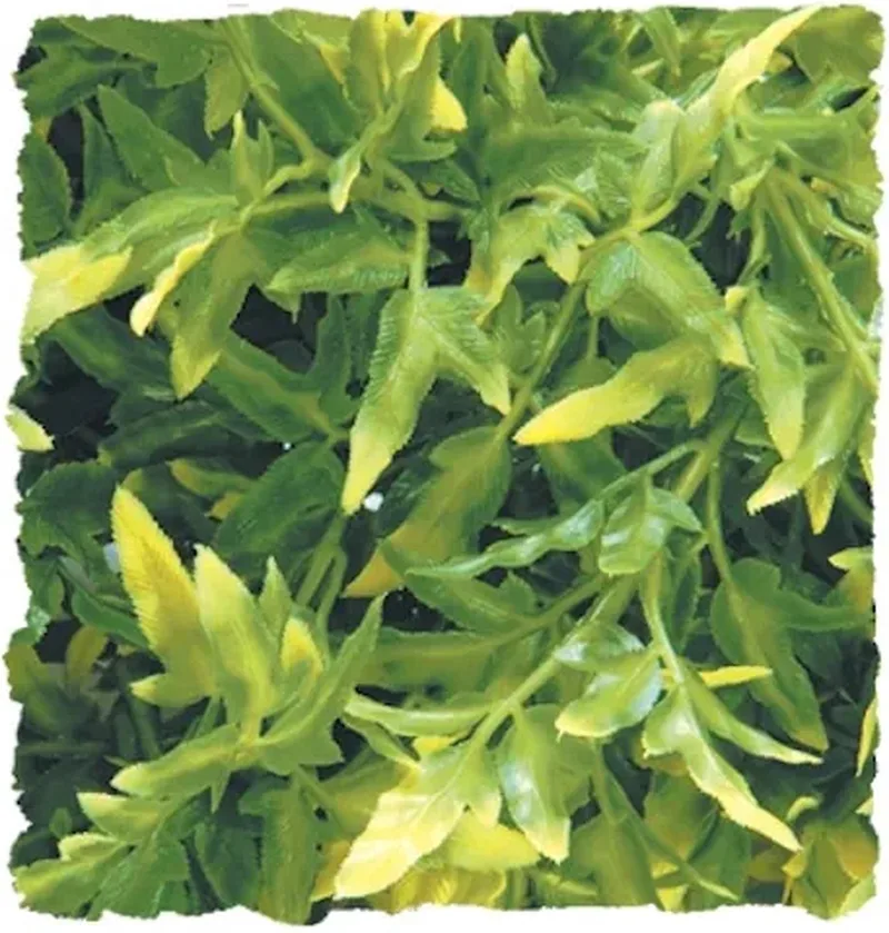 naturalistic flora - bolivian croton - small - terrariumplant by Zoo Med in Green – product photo