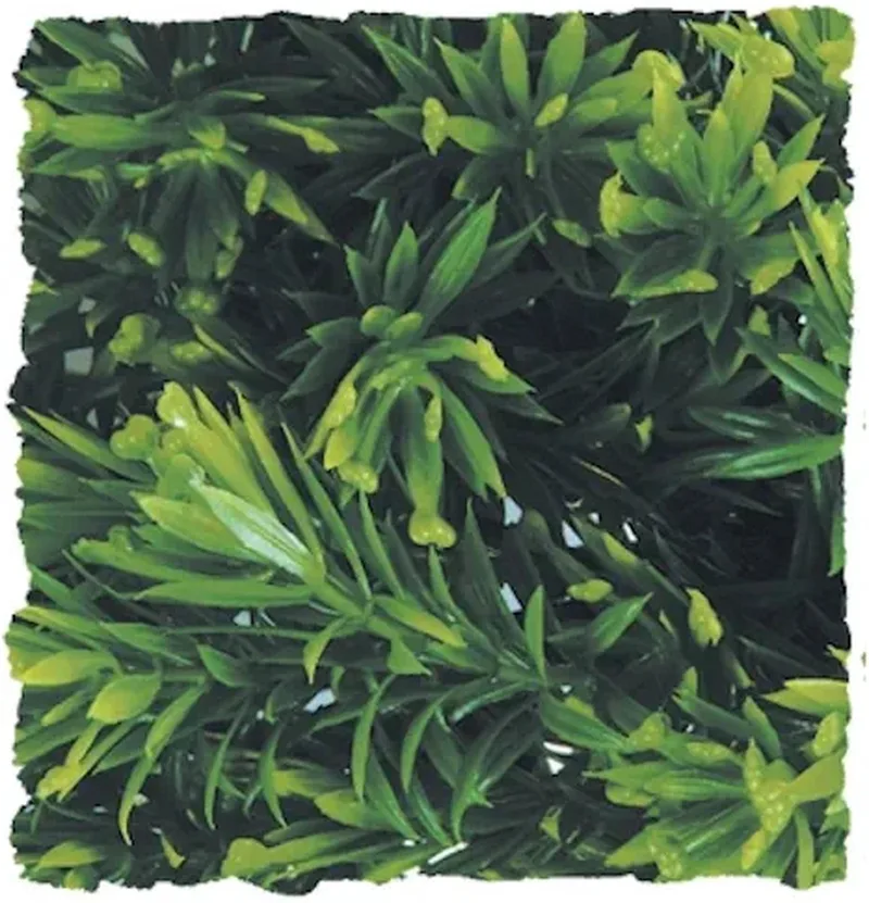 Naturalistic Flora - Borneo Star - Large - Terrariumplant by Zoo Med in Green – product photo