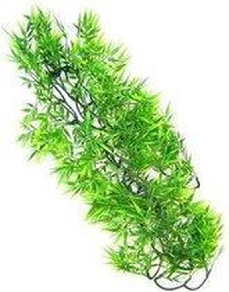 naturalistic flora - borneo star - medium - terrariumplant by Zoo Med in Green – product photo