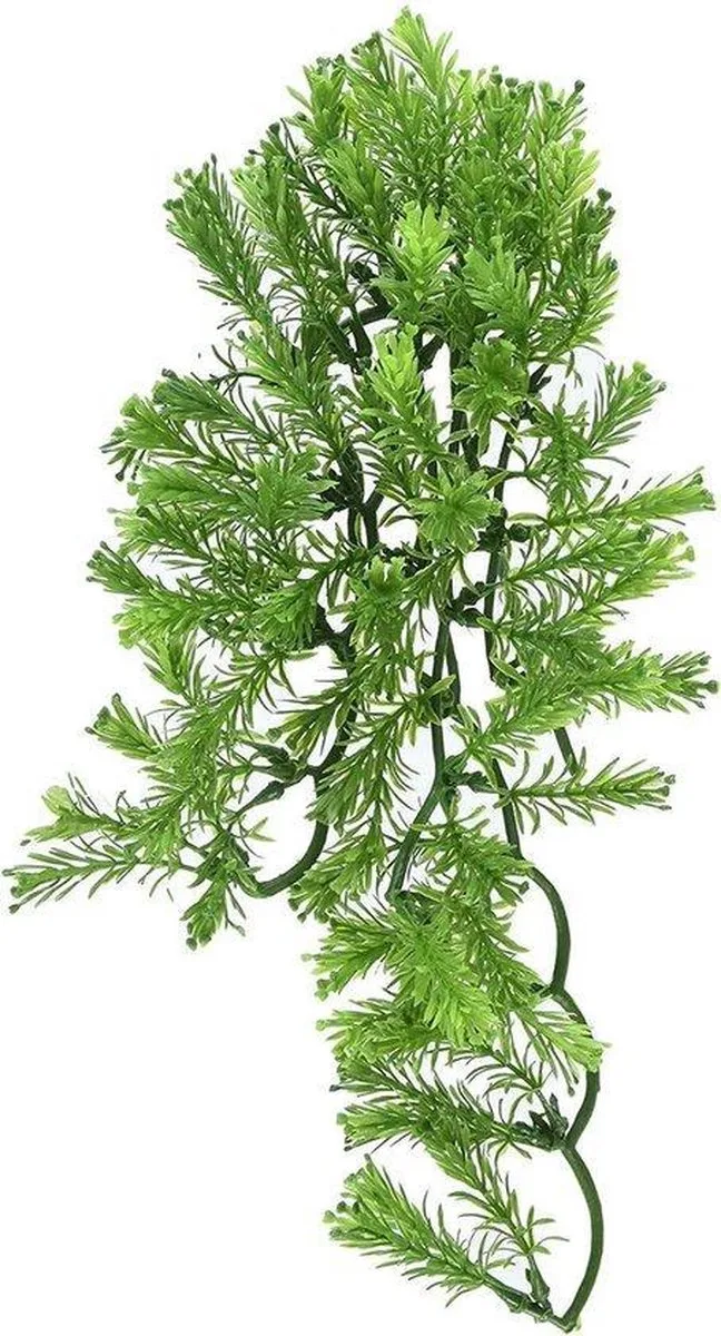 naturalistic flora - borneo star - small - terrariumplant de Zoo Med en Vert – photo produit