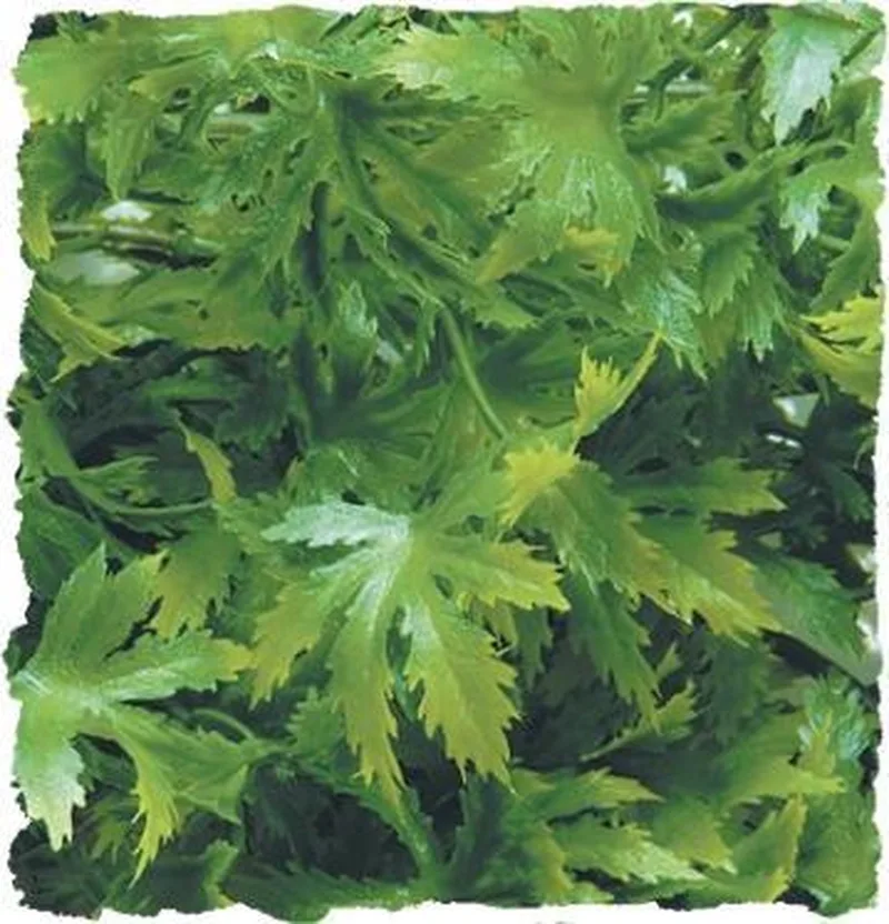 Naturalistic Flora - Canabis - Large - terrariumplant de Zoo Med en Vert – photo produit