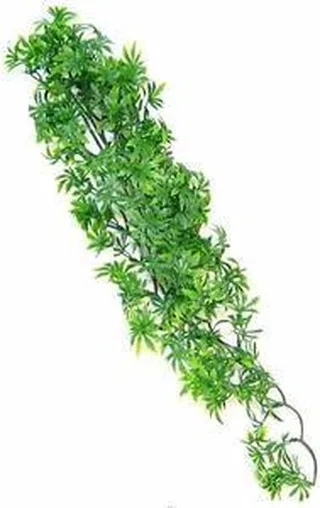 naturalistic flora - cannabis - medium - terrariumplant fra Zoo Med i Grøn – produktbillede 1 af 2