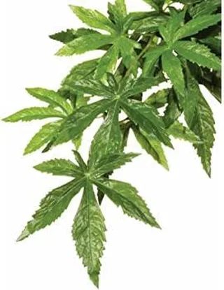 naturalistic flora - cannabis - small - terrariumplant de Zoo Med en Vert – photo produit 1 sur 2