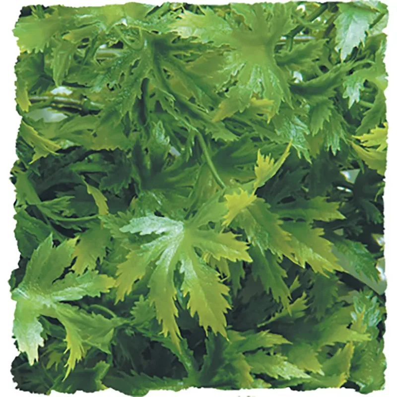 naturalistic flora - cannabis - small - terrariumplant de Zoo Med en Vert – photo produit 2 sur 2