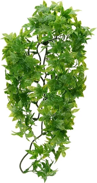 naturalistic flora - congo ivy - small - terrariumplant de Zoo Med en Vert – photo produit 1 sur 2