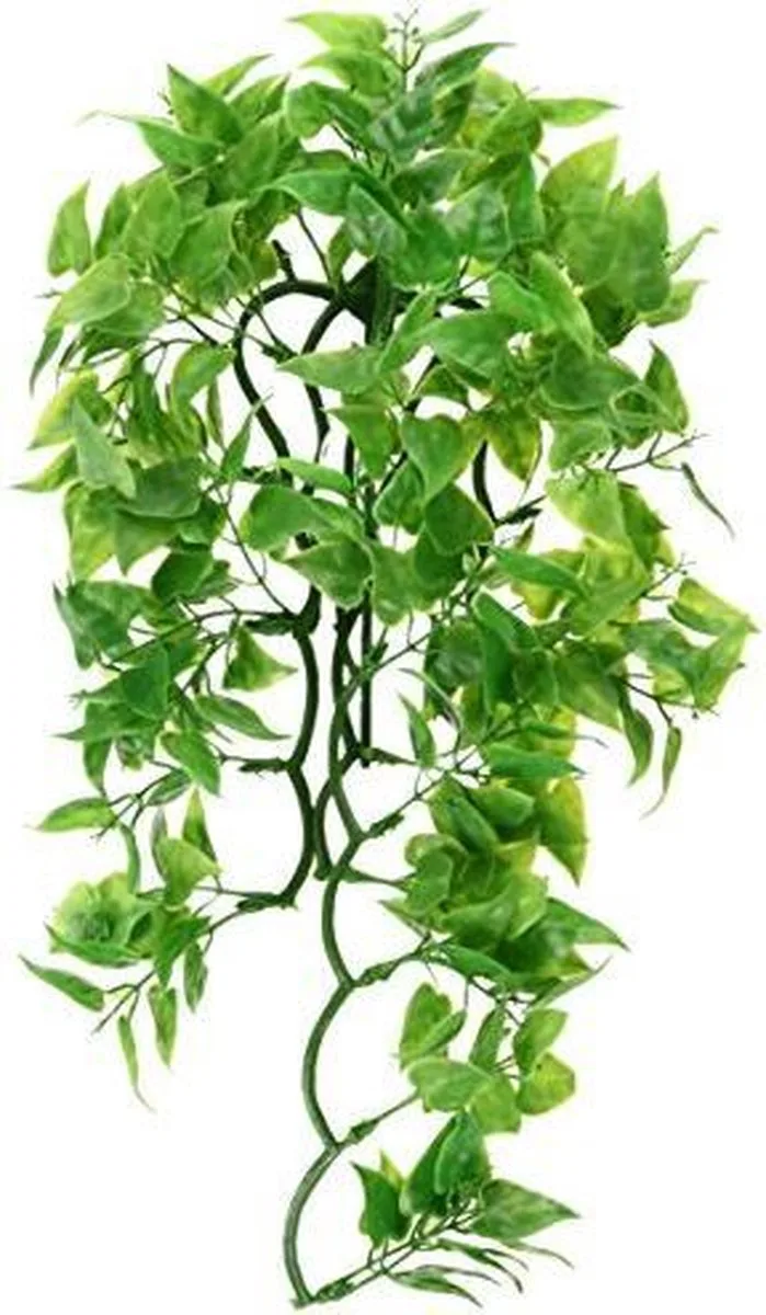 Naturalistic Flora - Mexican Phyllo - Large - terrariumplant von Zoo Med in Grün – Produktfoto