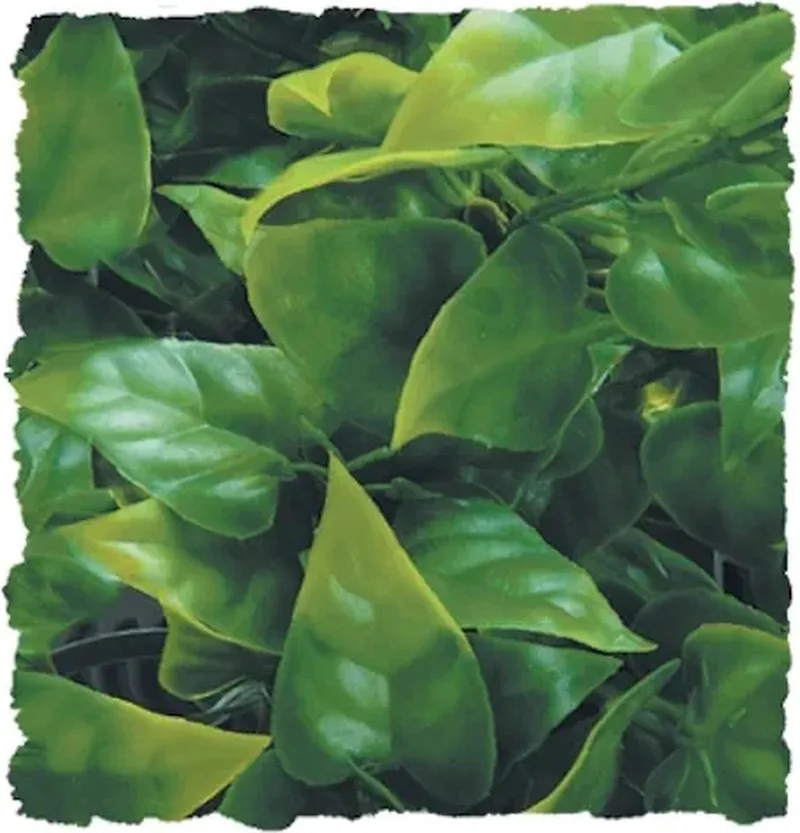 naturalistic flora - mexican phyllo - small - terrariumplant by Zoo Med in Green – product photo
