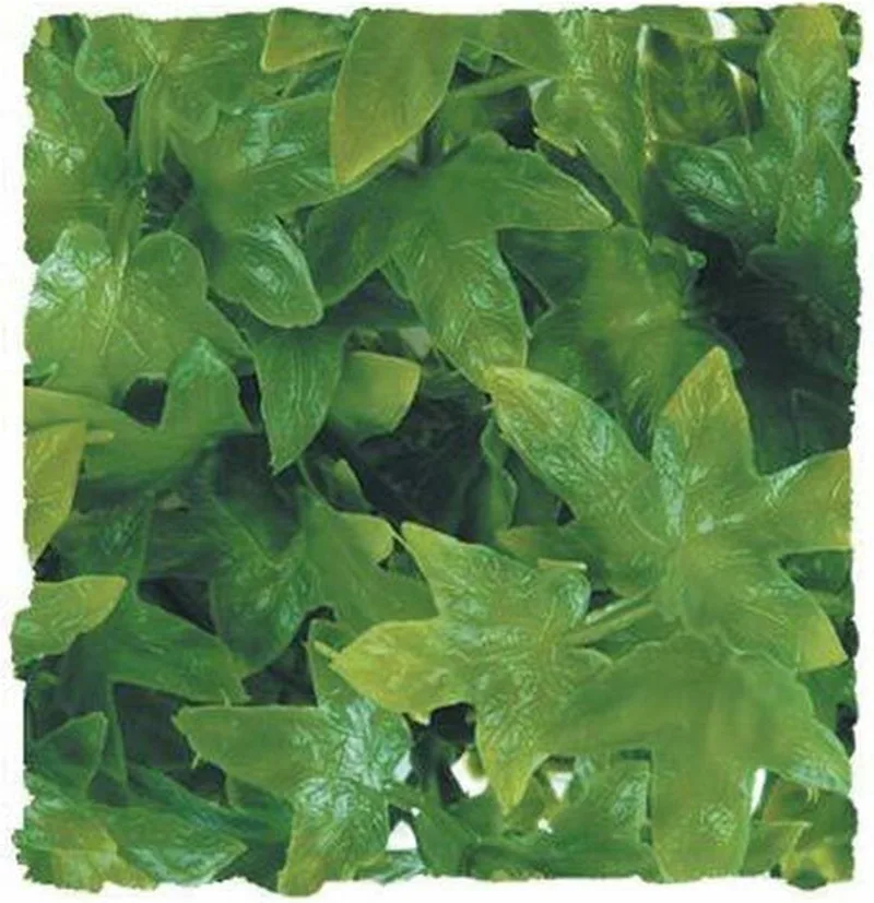 Terrariumplant - Medium - Congo Ivy de Zoo Med en Vert – photo produit